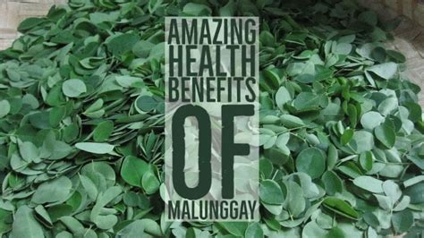olifer malunggay capsule benefits|9 Potential Health Benefits Of Malunggay.